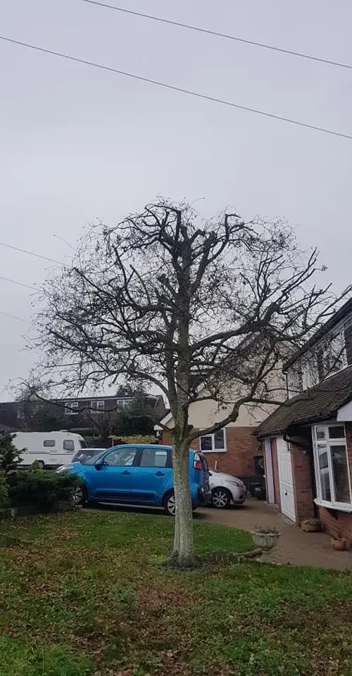 crown reduction after