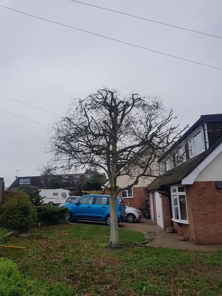 crown reduction after