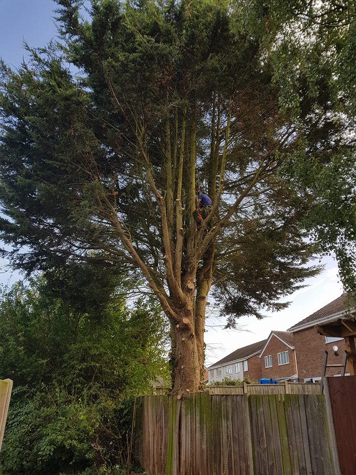 tree removal before